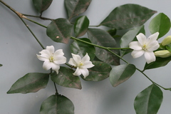 Murraya paniculata